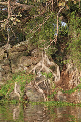 Fig tree roots growing over rocks on the shore of Lake Naivasha, Kenya Africa
