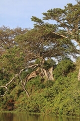 Large Fig tree growing on the shore of Lake Naivasha, Kenya Africa

