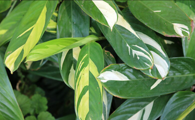 Macro image of Arrowroot leaves, Kenya Africa
