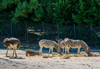 Fototapeta premium Zebras and Ostriches in Shared Outdoor Enclosure — Wildlife Interaction Captured in Naturalistic Zoo Habitat with Hay, Fence, and Green Foliage