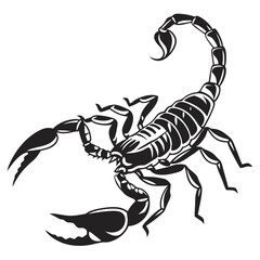 scorpion isolated on white background
