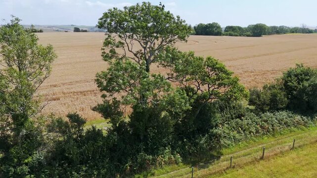 Aerial 4K footage video clip of a mysterious, intricate, geometric crop art, crop circle formation in a wheat/barley field near Cerne Abbas, Dorset, England, UK in 2025
