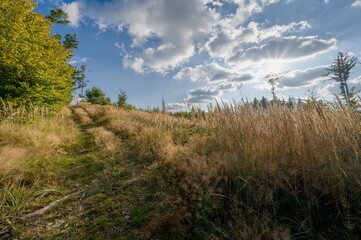 View of forest path, dry grass, warm sunlight, autumn