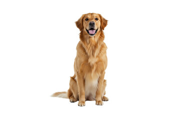 A realistic golden retriever sitting upright, head slightly tilted with a friendly expression, detailed fur texture, bright eyes, full-body shot, white seamless background, studio lighting, no shadows