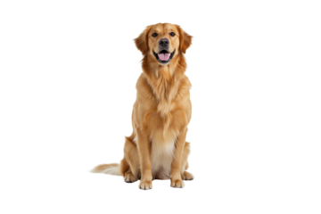 A realistic golden retriever sitting upright, head slightly tilted with a friendly expression, detailed fur texture, bright eyes, full-body shot, white seamless background, studio lighting, no shadows