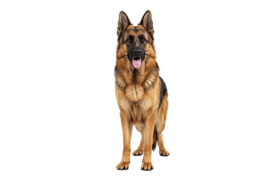 A German Shepherd standing tall and alert, ears up, focused gaze, detailed fur and muscle definition, full-body profile, white seamless background, professional studio light, no shadows, hyper-realist