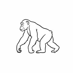 Black and white line art illustration of a walking chimpanzee, emphasizing its powerful build and natural posture, perfect for educational content or wildlife-themed designs