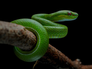 close up of a snake (Trimeresurus albolabris)