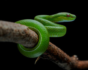 green snake on a branch (Trimeresurus albolabris)
