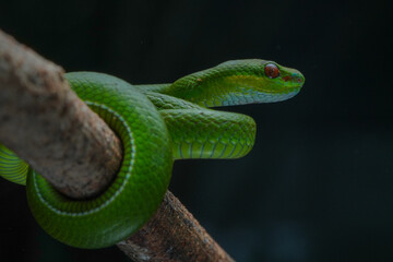 green snake on a tree (Trimeresurus albolabris)