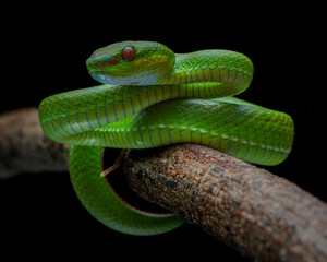 close up of a green snake (Trimeresurus albolabris)