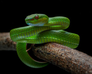 green snake on a tree (Trimeresurus albolabris)