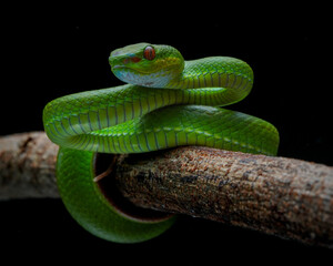 green snake on a tree (Trimeresurus albolabris)