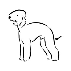bedlington, dog breed, vector sketch