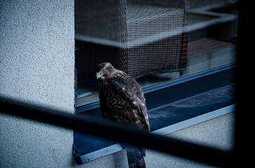 goshawk on a balcony resting