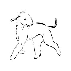 bedlington, dog breed, vector sketch