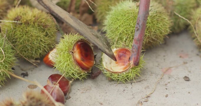 Chestnut harvest, peeled chestnuts, poured chestnuts