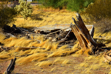 Old Dead Saguaro Cactus Sonora desert Arizona