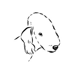 bedlington, dog breed, vector sketch