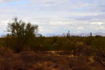 Landscape Sonoran Desert Arizona