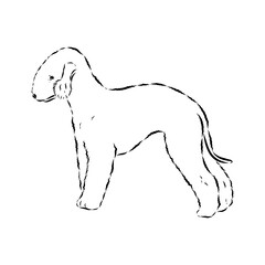 bedlington, dog breed, vector sketch