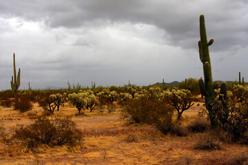 Landscape Sonoran Desert Arizona
