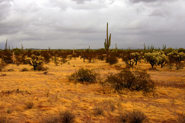 Landscape Sonoran Desert Arizona