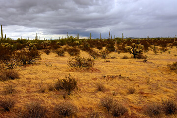 Landscape Sonoran Desert Arizona