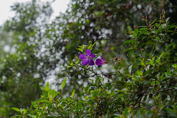 A purple flower is in the middle of a green bush