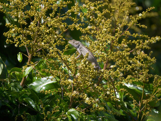 Gray lizard on branch of longan tree in bloom
