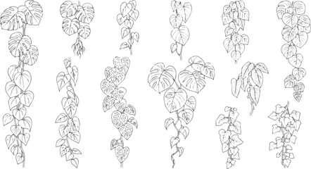 Isolated a kinds of deferent vines tropical plant drawing, Side view, set of graphics trees elements outline symbol for architecture and landscape design drawing. vector art with white background.