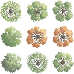 solated a kinds of deferent Vector tree top watercolor hand drawn view isolated on white background for landscape plan and architecture layout drawing, elements for environment garden vector art . © Akhi