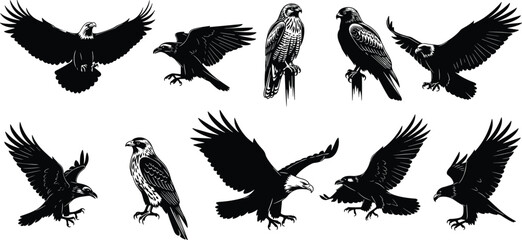 Bird of prey silhouettes, eagle and hawk poses, flying and perched vector icons, black wildlife graphics, raptor anatomy design