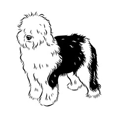 bobtail, dog breed, vector sketch