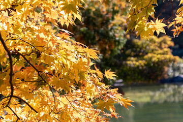 水辺を彩る黄色いもみじ