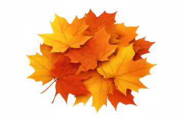 Autumn maple leaves falling, creating vibrant orange and yellow foliage texture with transparent background