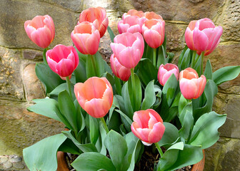 pink tulips in a garden