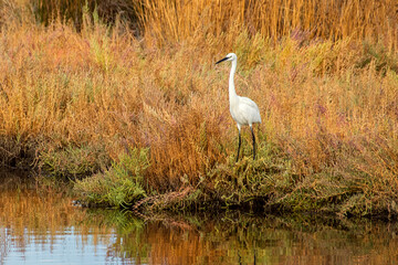 White heron in the Inciraltı lagoon of Izmir