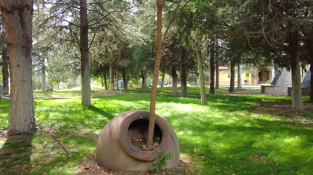 The tree grew in an ancient amphora in a city park, to the surprise of vacationers.