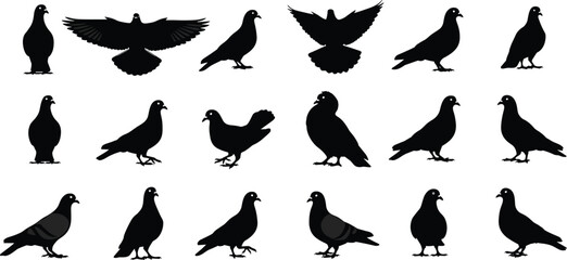 Pigeon silhouette set, bird poses, flying and standing pigeons, black outline illustration, urban wildlife, vector design, minimal animal shapes