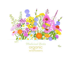 banner with bunch of blooming medicinal herbs. frame of pharmaceuticals wildflowers. card with medicinal herbal flower