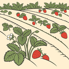 Illustration of a strawberry field