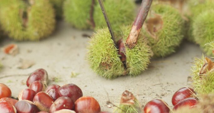 Chestnut harvest, peeled chestnuts, poured chestnuts