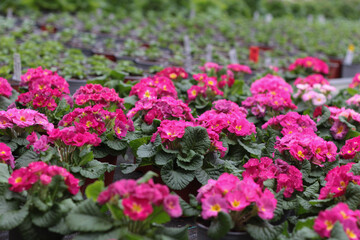 Blooming flowers in pots and on shelves in the garden center, growing on the plant in the greenhouse. stock photo. 