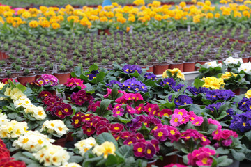 Blooming flowers in pots and on shelves in the garden center, growing on the plant in the greenhouse. stock photo. 