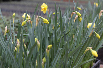 Blooming flowers in pots and on shelves in the garden center, growing on the plant in the greenhouse. stock photo. 