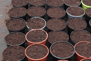 Blooming flowers in pots and on shelves in the garden center, growing on the plant in the greenhouse. stock photo. 