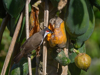 Hungry bird eating ripe yellow papaya on tree 