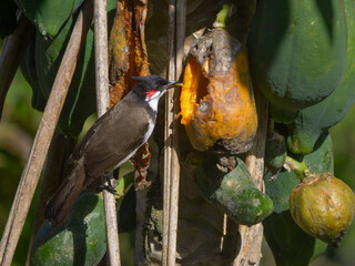 Hungry bird eating ripe yellow papaya on tree 