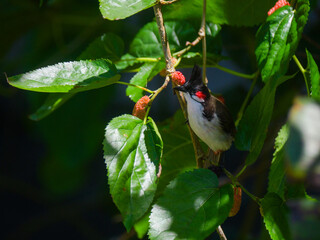 Red Whiskered Bulbul bird perching on blackberry tree 